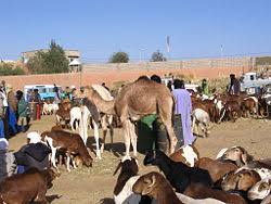 انطلاق المهرجان الدولي لفنون الأهقار بتمنراست ....تمنراست تفتح ذراعيها للمهرجان  Ouverture à Tamanrasset d’un festival international des arts de l’Ahaggar 250px-MarcheTamanrasset5