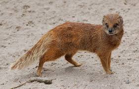 mongoose pictures