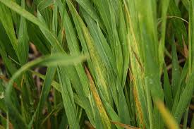 reports significant WSMV