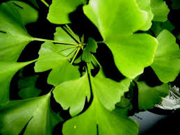 ginkgo