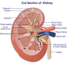 Acute Renal Failure (ARF) and