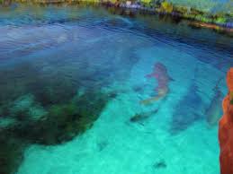 real sharks