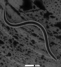 Threadworms (enoplus)