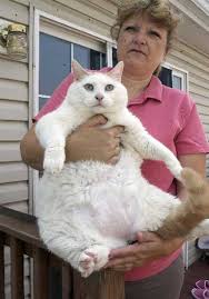 Prince Chunks exam included