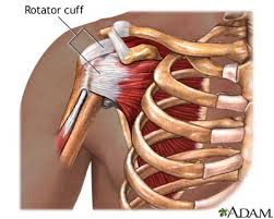 The rotator cuff