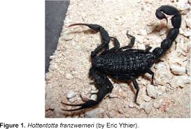 dangerous scorpions