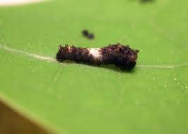 eastern tiger swallowtail caterpillar