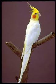 cockatiel
