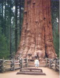 general sherman