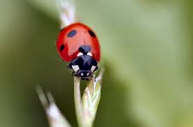 lady bug pictures