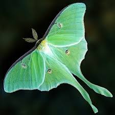 luna moth caterpillar picture