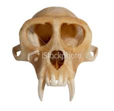 animal skull stock photos