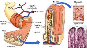 Patients with celiac disease