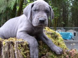 puppy great dane