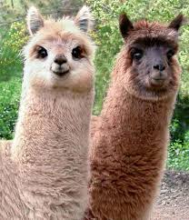 llamas