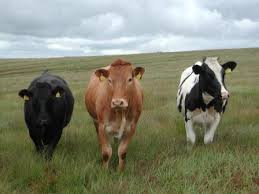 cattles