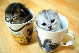 Baby Kittens In A Cup