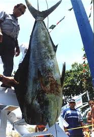 big dolphin pictures