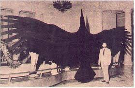 giant birds