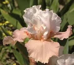photos bearded irises