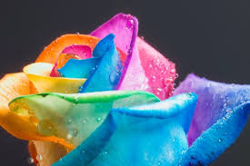 real roses