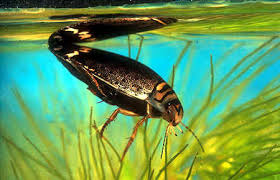 diving beetles