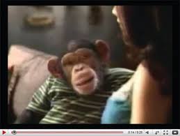 funny monkey videos
