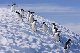 penguin