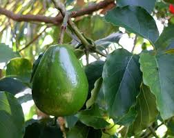 avacado