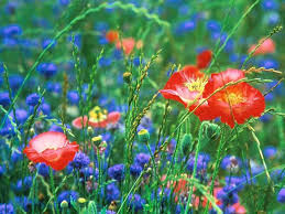 http://t2.gstatic.com/images?q=tbn:rAEuZ1zFbfmyWM:http://www.parlementia.com/blog/wp-content/uploads/2009/06/fleurs-des-champs.jpg