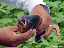 piranha