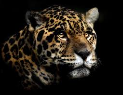 jaguar wild cat