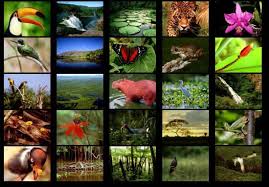 rainforest animal pictures