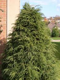 Hemlock Woolly Adelgid