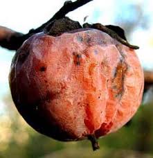 Still waiting to be picked