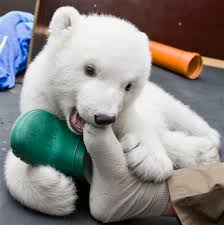 bear