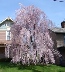 weeping cherry tree photo
