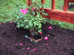 climbing rose trellis