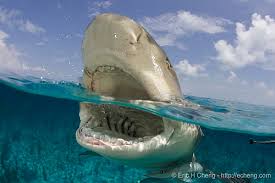lemon shark