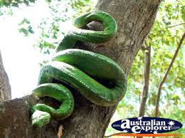 large snake pictures