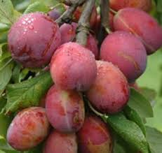 pictures plum trees
