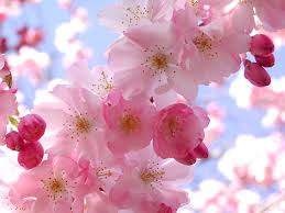 cherry blossom flowers