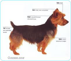 australian terrier