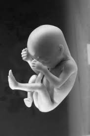 http://t2.gstatic.com/images?q=tbn:rc32axOV80m6eM:http://www.vkblog.nl/pub/mm/tempest/1330/Image/foetus.jpg&t=1