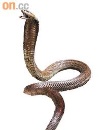 largest spitting cobra discovered pictures