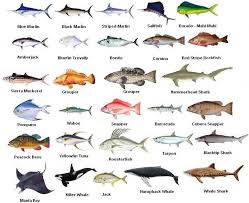 types of fish pictures