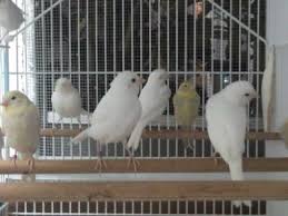 aviarios de canarios