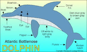 bottlenose dolphin pictures