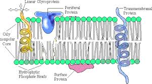 membrane