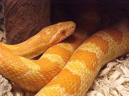 creamsicle corn snake